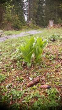 Image of European white hellebore