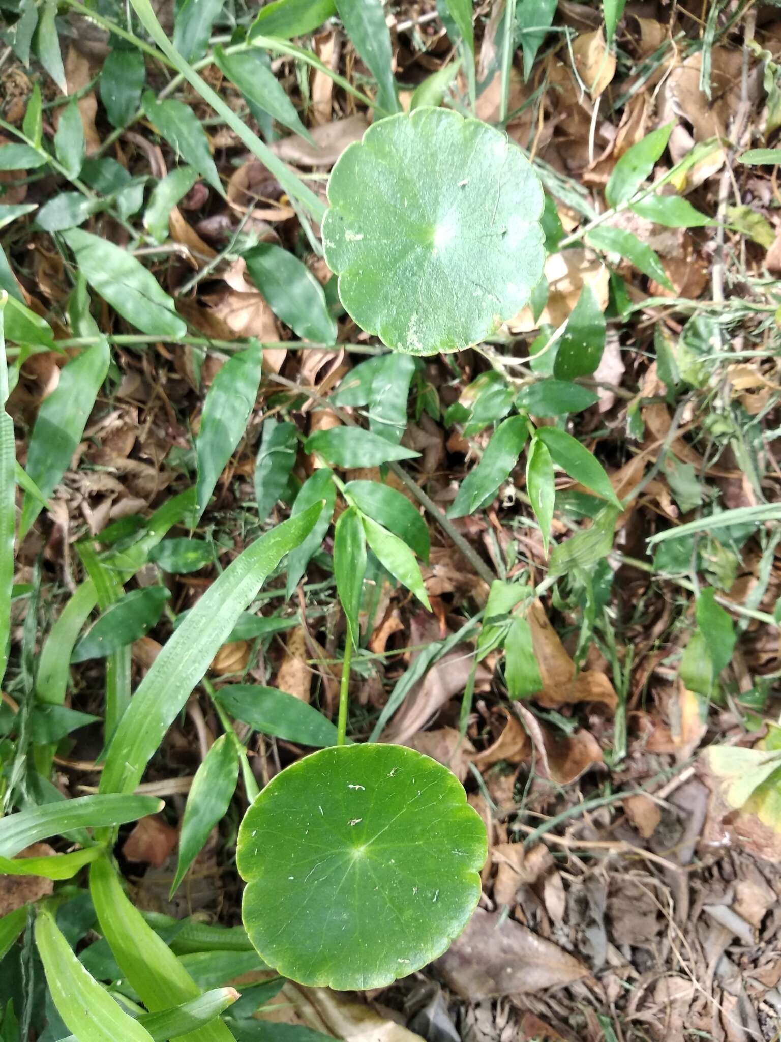 Слика од Hydrocotyle verticillata Thunb.