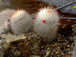 Image of Mammillaria guerreronis (Bravo) Boed.