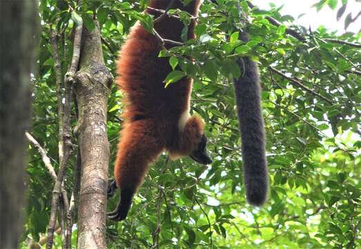 Image of Red Ruffed Lemur