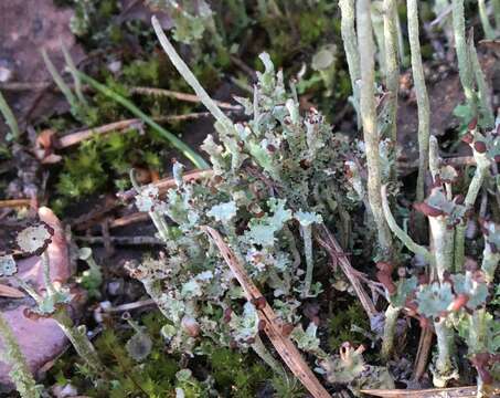 Image of cup lichen