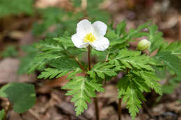 Слика од Anemone nikoensis Maxim.