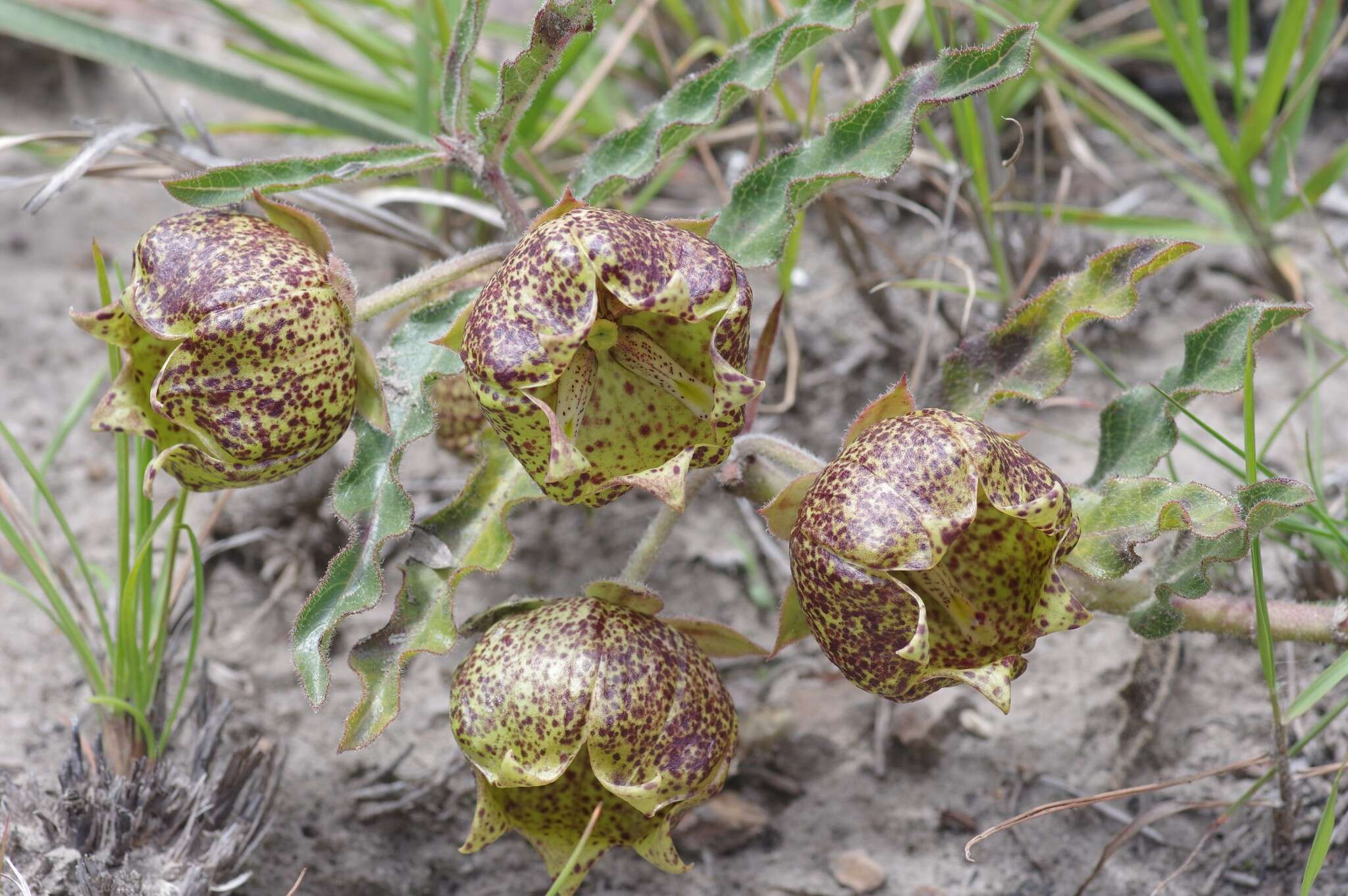 Sivun Pachycarpus grandiflorus (L. fil.) E. Mey. kuva