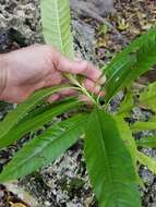 Alstonia macrophylla Wall. ex G. Don resmi