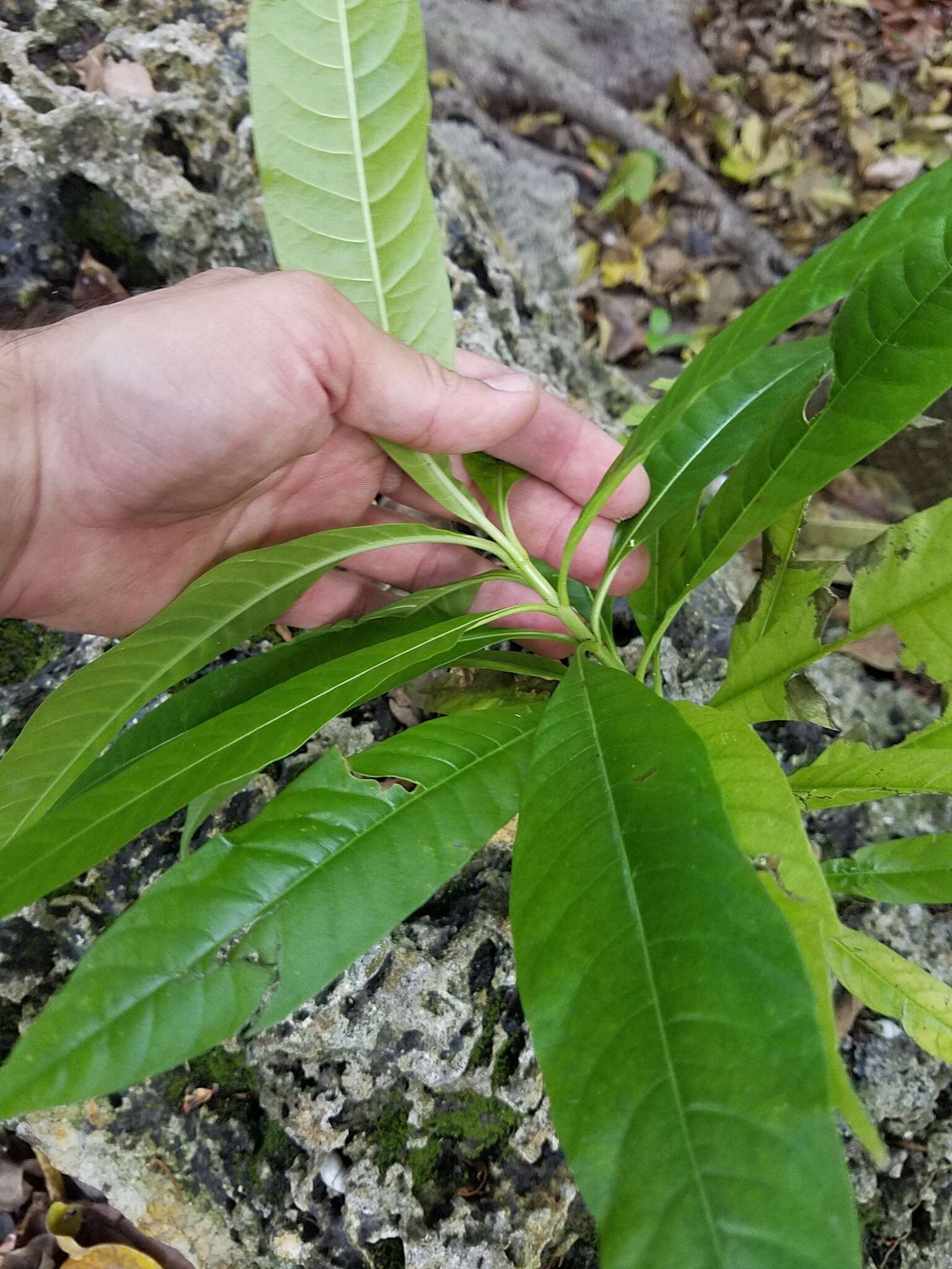 Alstonia macrophylla Wall. ex G. Don resmi