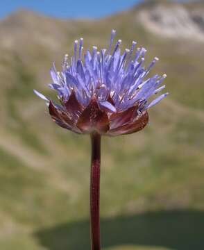 Image of Jasione laevis Lam.