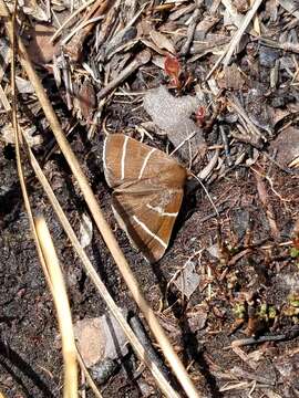 Image of Four-Lined Chocolate Moth