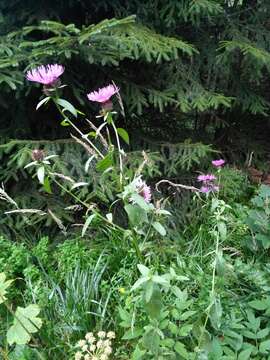 Image of Centaurea phrygia subsp. carpatica (Porc.) Dostál