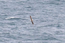 Image of Salvin's Albatross