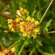 Rorippa palustris subsp. palustris的圖片