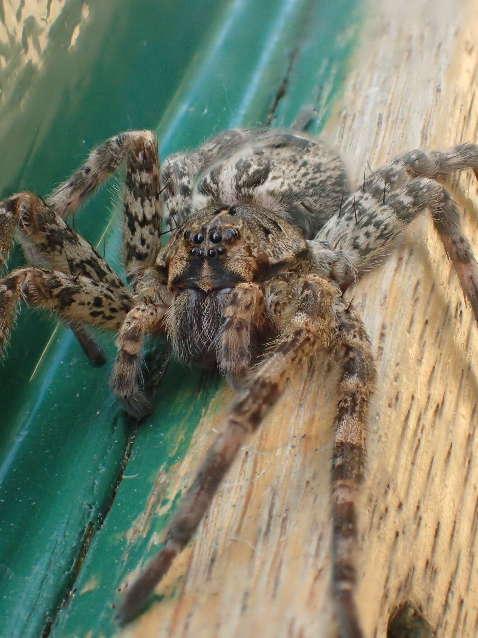 Image of Dolomedes tenebrosus Hentz 1844