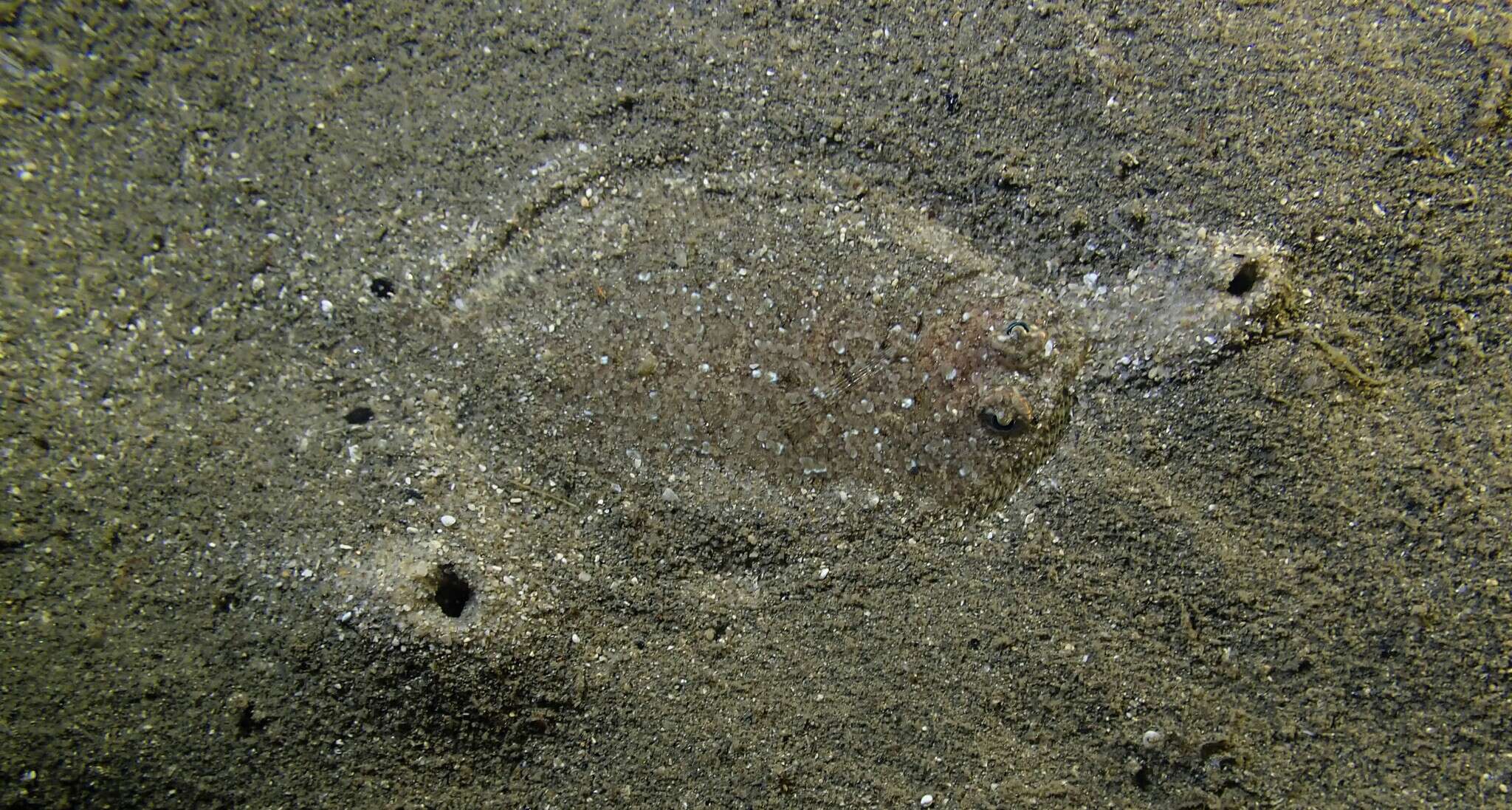 Image of Flounder