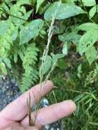 Image of Great Smoky Mountain Manna Grass