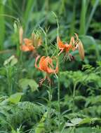 Image of Lilium leichtlinii var. maximowiczii (Regel) Baker