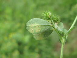 Image of Peronospora romanica