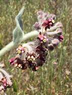 Imagem de Asclepias californica subsp. greenei Woods.