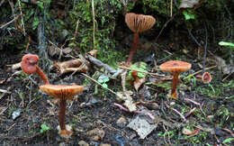 Image of Lactarius neotabidus A. H. Sm. 1983