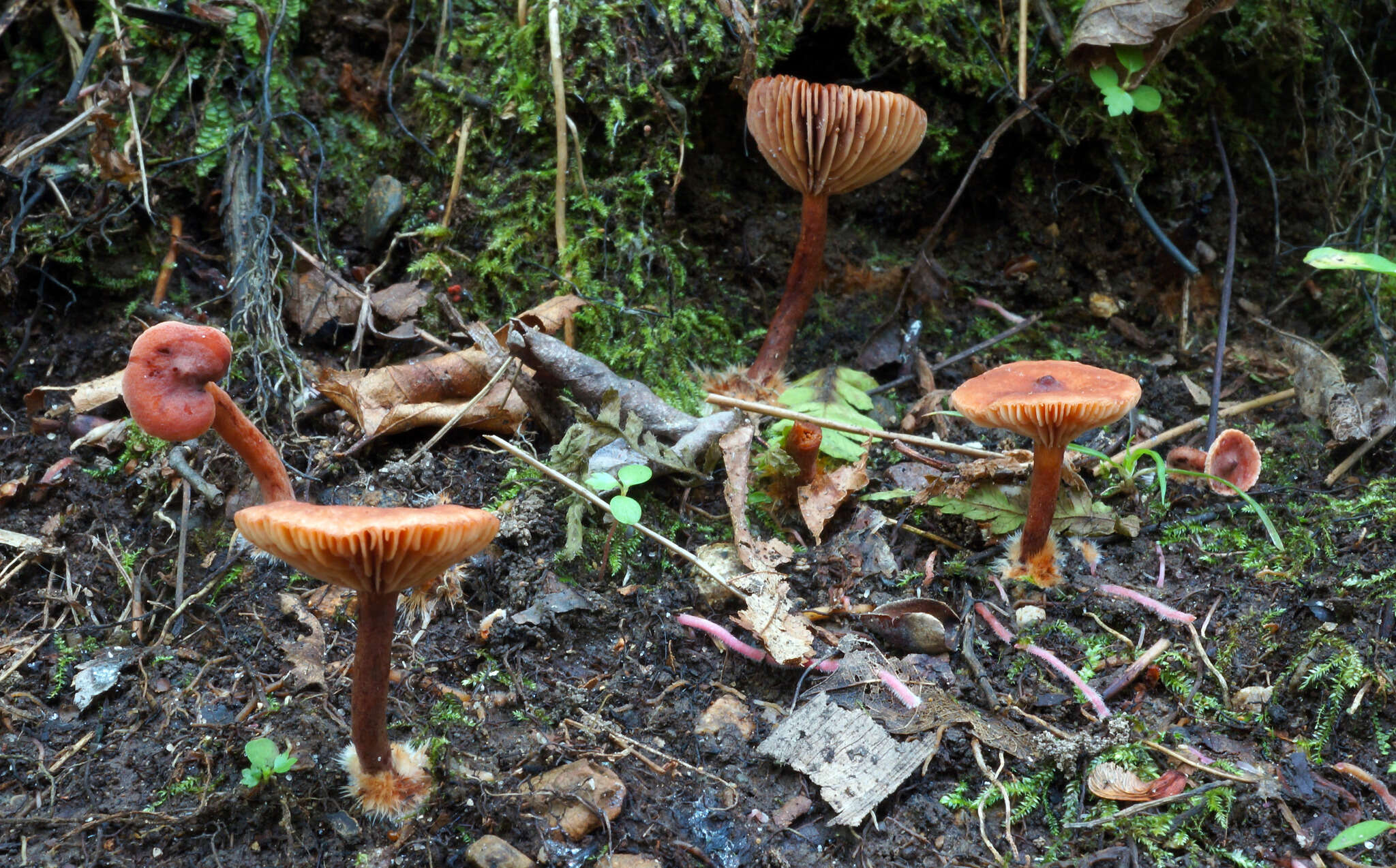 Image of Lactarius neotabidus A. H. Sm. 1983