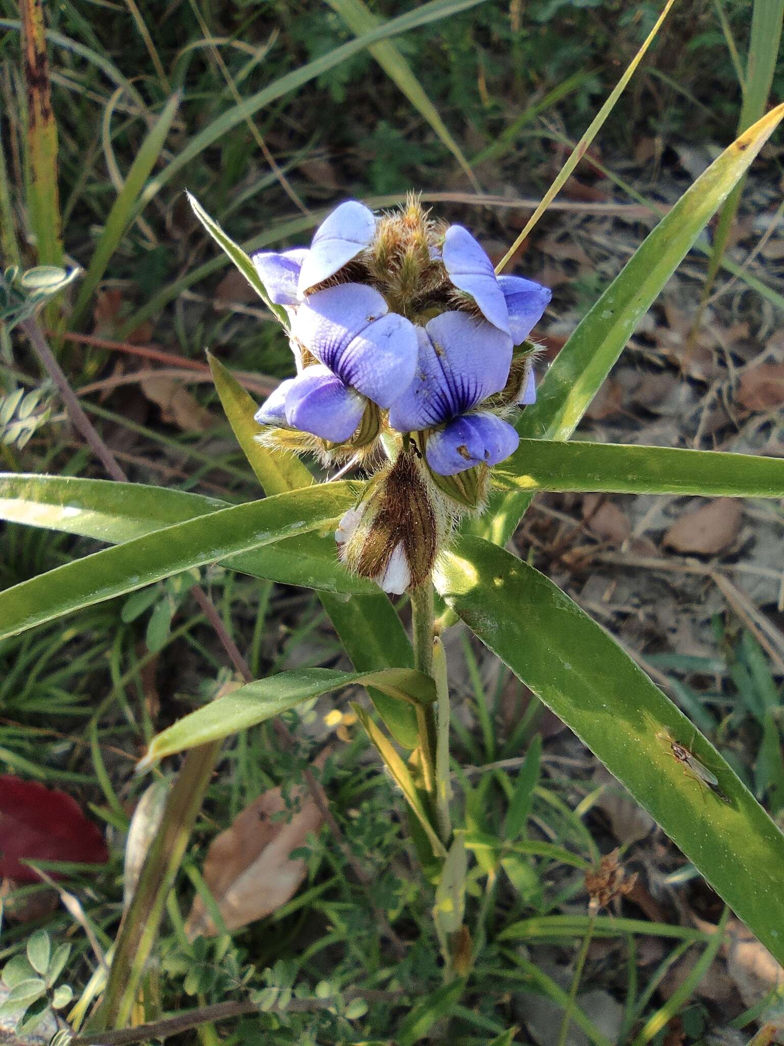 Image of Crotalaria sessiliflora L.