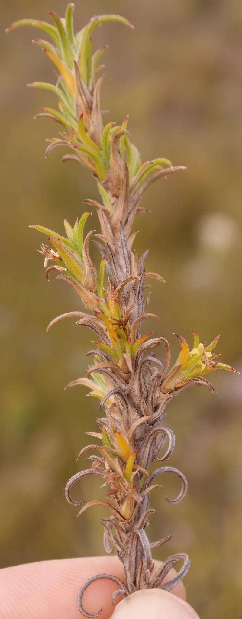 Image of Carpacoce heteromorpha (H. Buek) Bolus