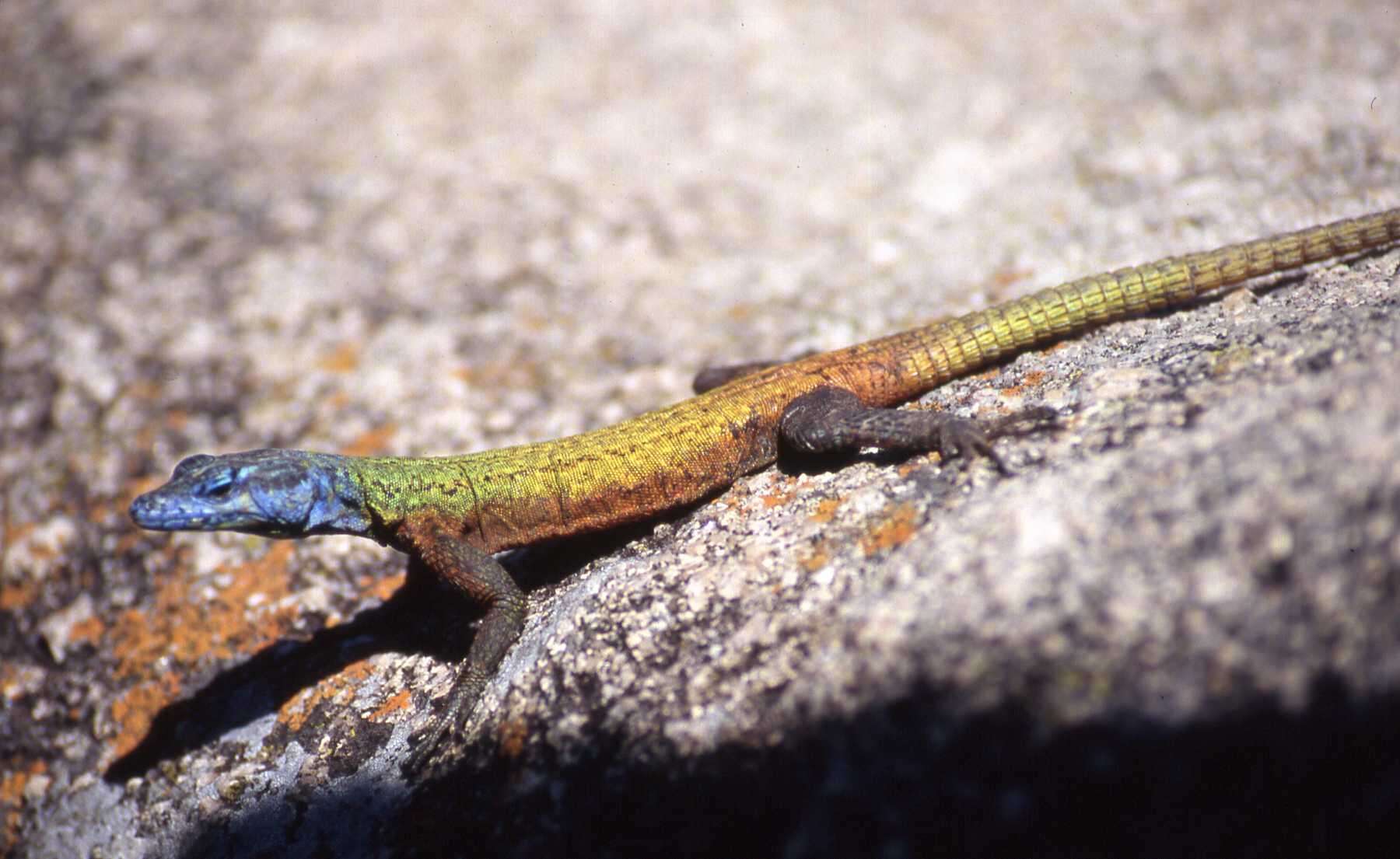 Image of Platysaurus intermedius rhodesianus Fitzsimons 1941