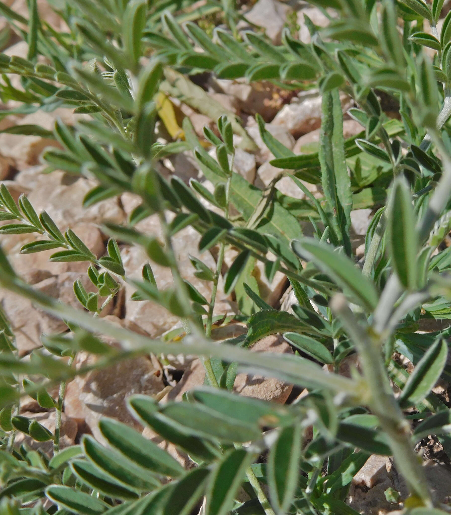 Image of silky sophora