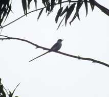 Image of Fork-tailed Flycatcher