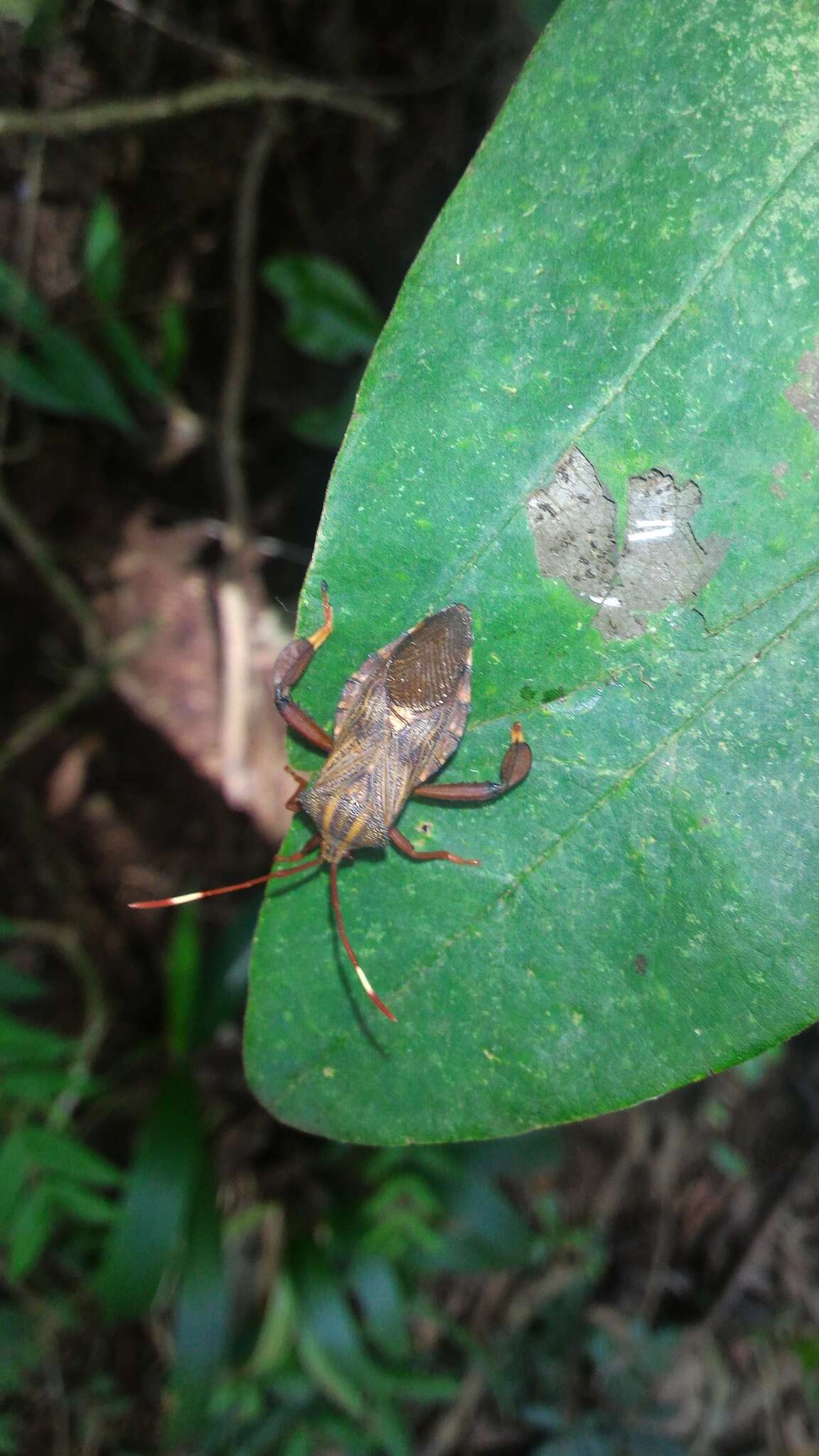 Image of Melucha phyllocnemis (Burmeister 1835)