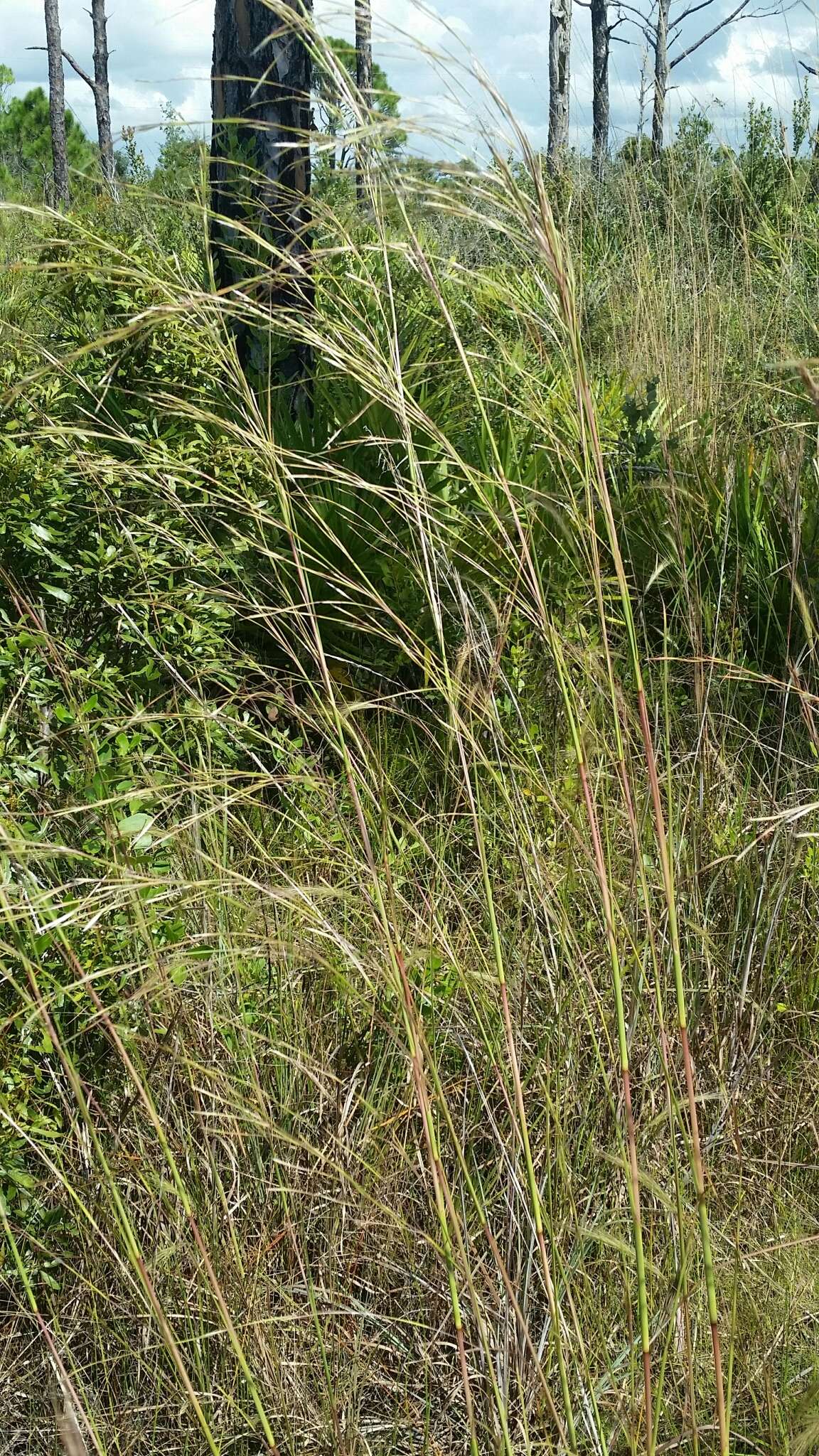 Imagem de Andropogon brachystachyus Chapm.