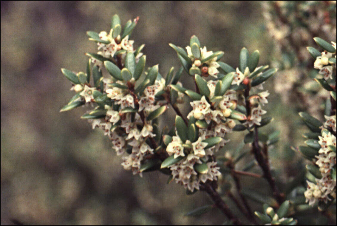 Image of Acrothamnus montanus (R. Br.) Quinn