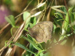 Image of Cercyonis pegala boopis Behr 1863