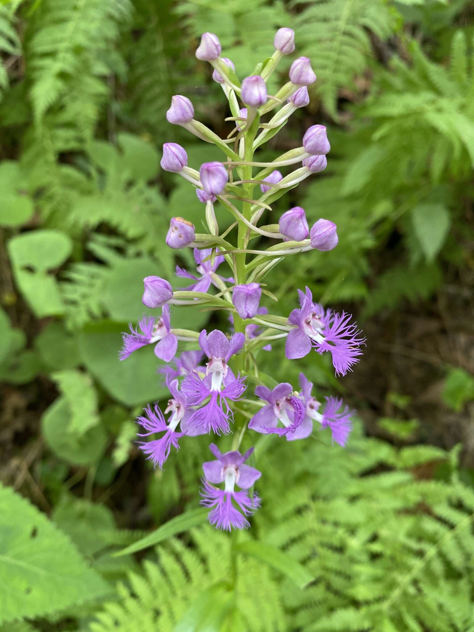 Image de Platanthera shriveri P. M. Br.