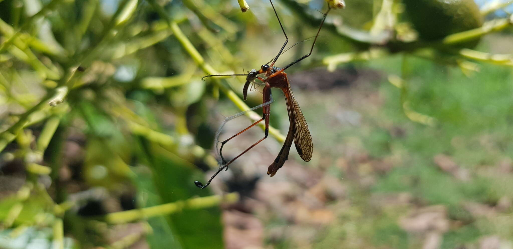 Image of Harpobittacus similis Esben-Petersen 1935