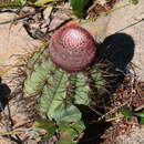 Imagem de Melocactus inconcinnus Buining & Brederoo