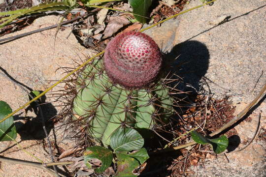 Imagem de Melocactus inconcinnus Buining & Brederoo