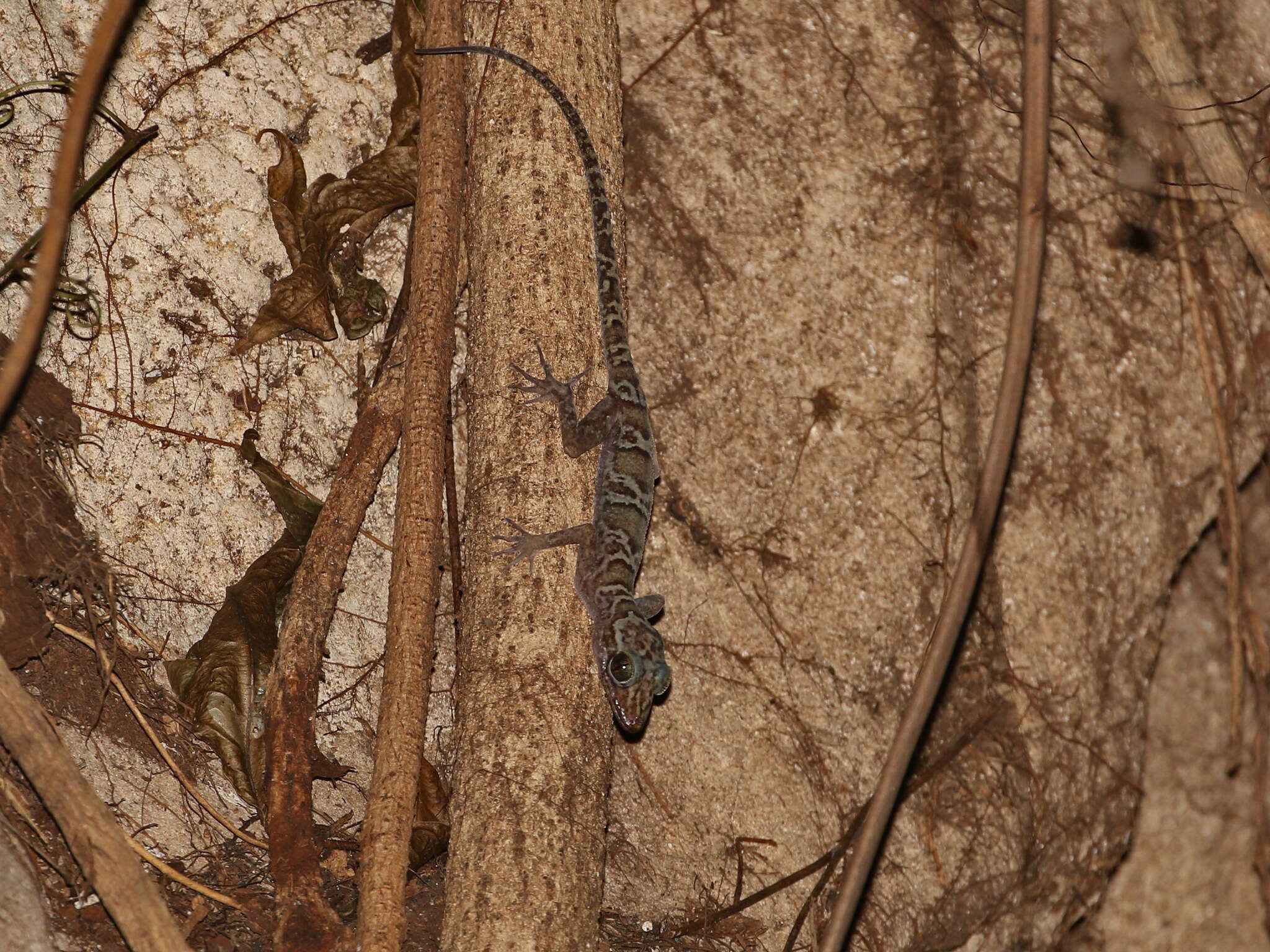 Sivun Cyrtodactylus sumonthai Bauer, Pauwels & Chanhome 2002 kuva