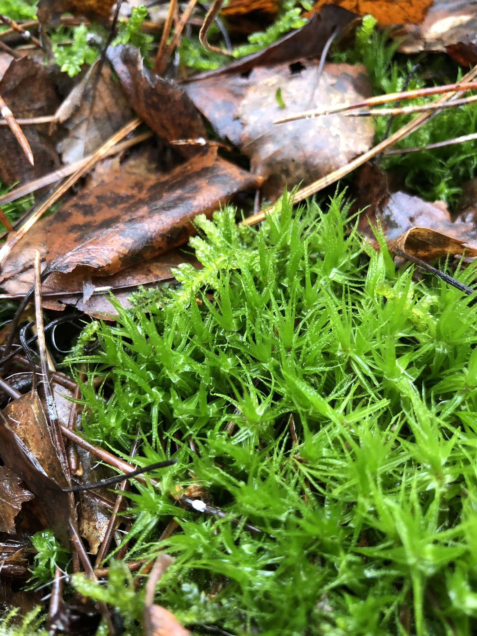 Image of Bonjean's dicranum moss