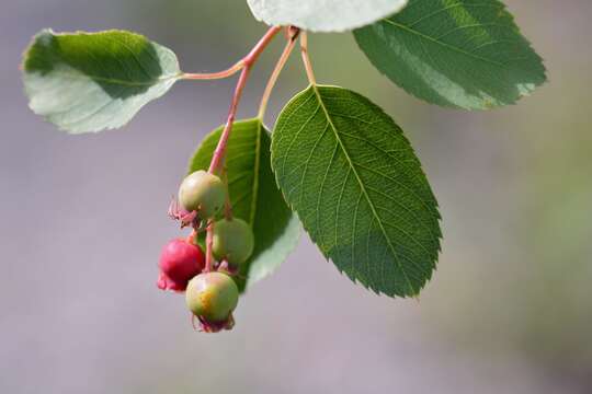 Слика од Amelanchier alnifolia var. cusickii (Fern.) C. L. Hitchc.