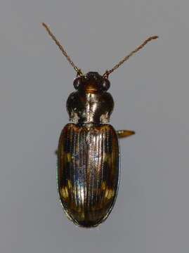 Image of Bembidion (Notaphus) brullei Gemminger & Harold 1868