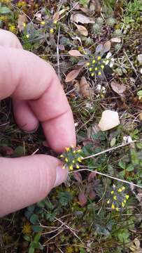 Слика од Alyssum umbellatum Desv.