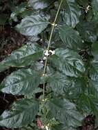 Lasianthus fordii var. microphyllus (Elmer) H. Zhu resmi