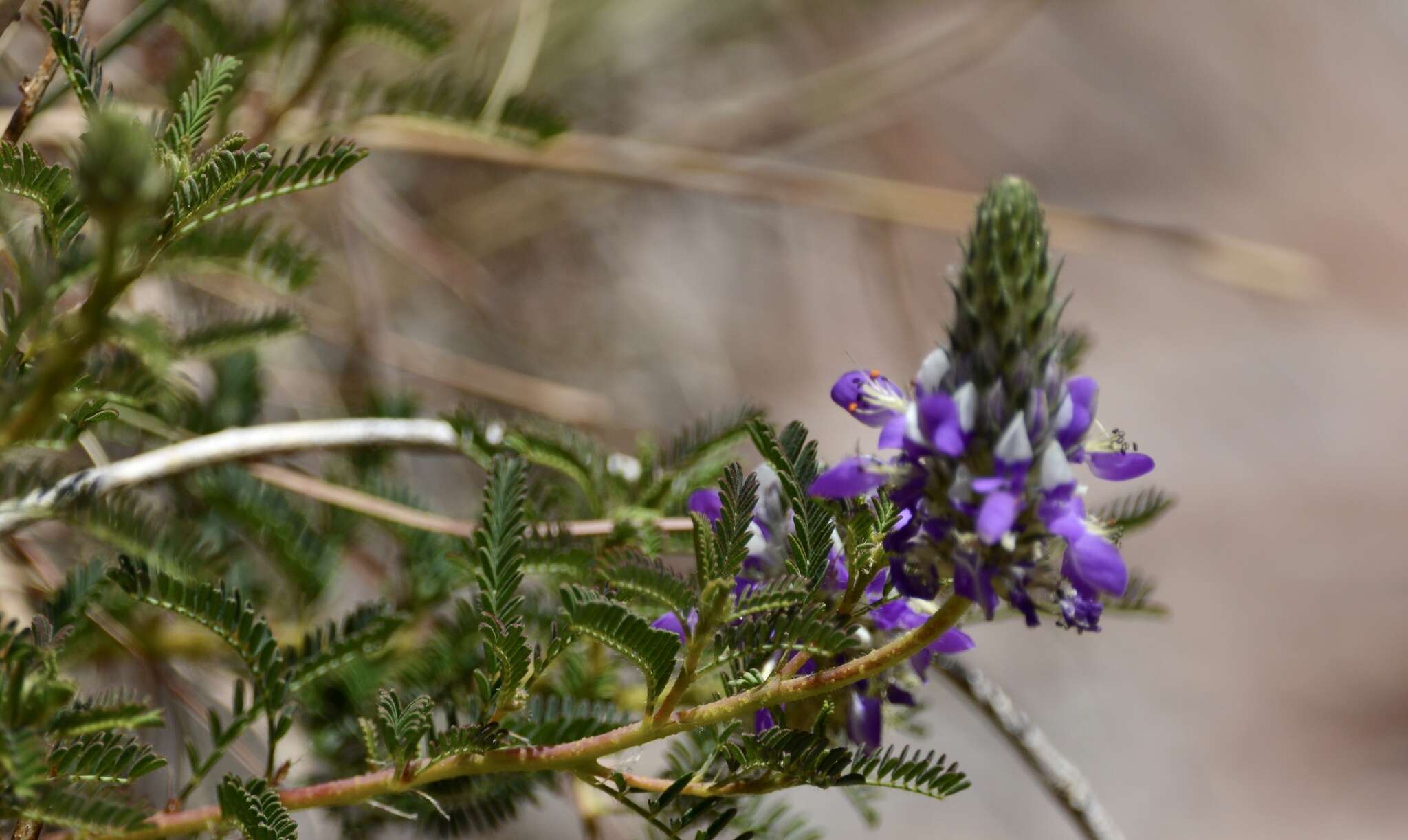 Plancia ëd Dalea elegans Hook. & Arn.