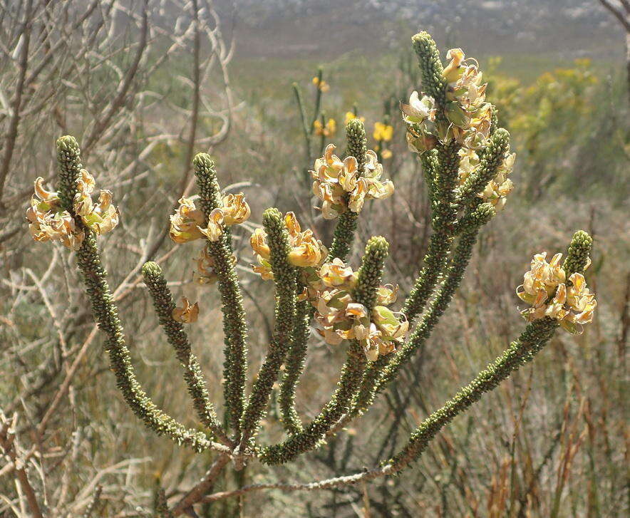 Image of Aspalathus pinguis subsp. pinguis