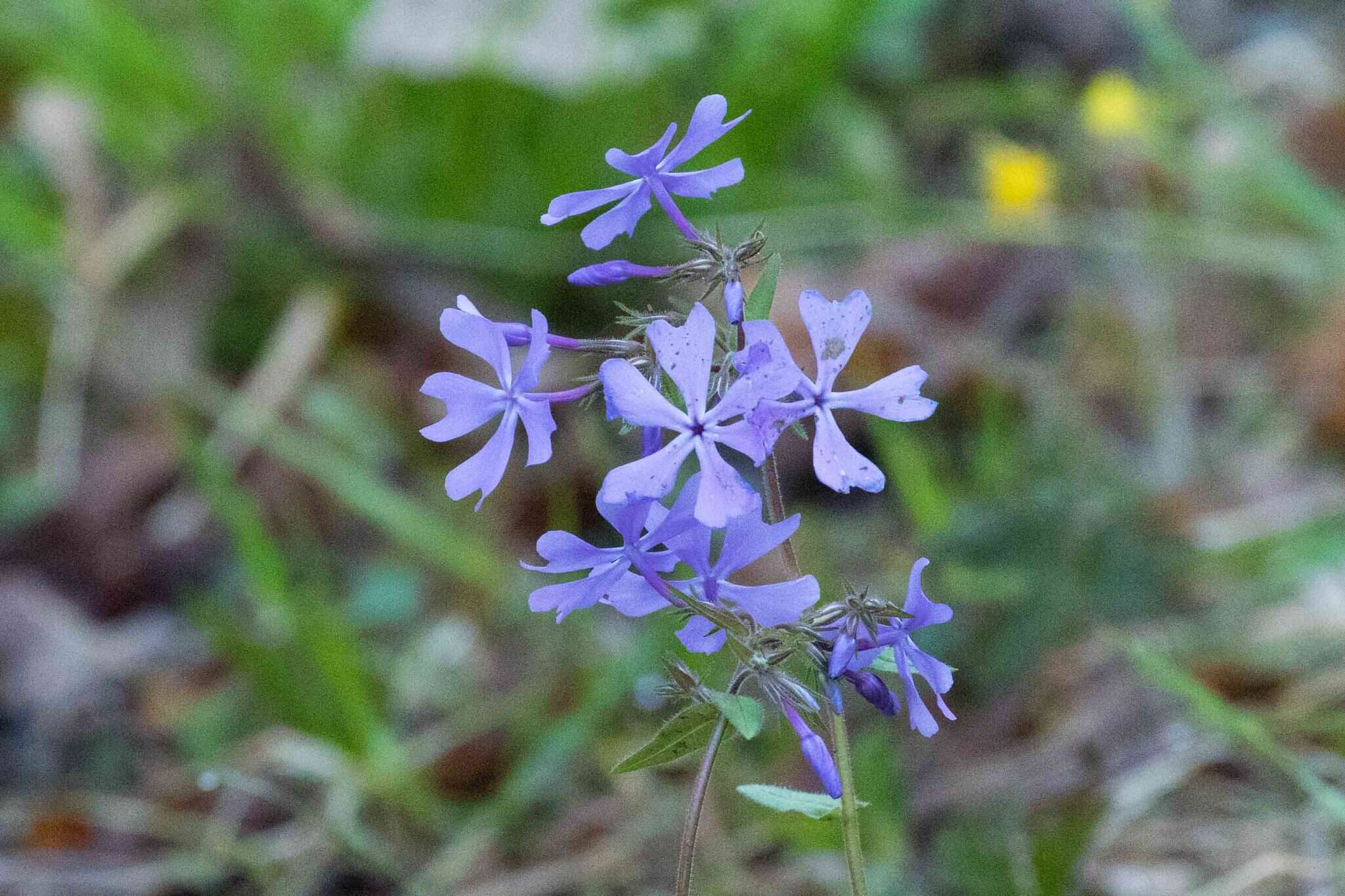 Image of wild blue phlox