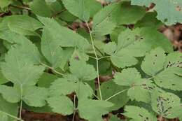 Image of Actaea spicata var. acuminata (Wall. ex Royle) Hara