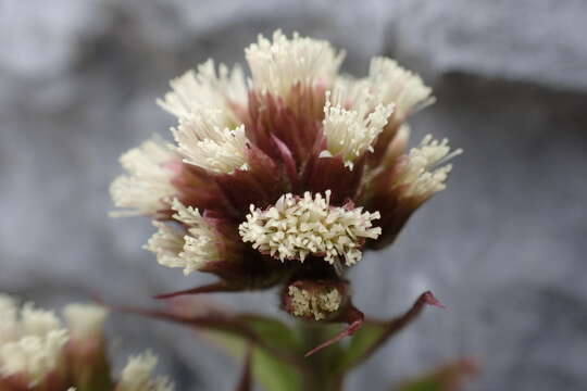 Image of arctic sweet coltsfoot