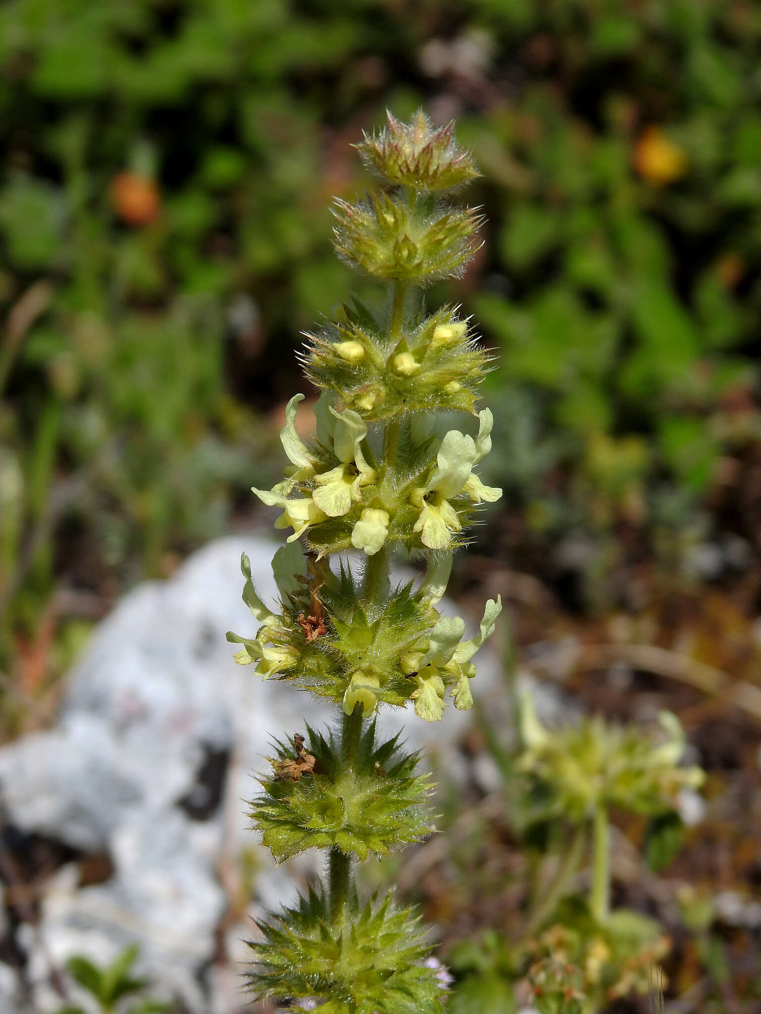 Image of Sideritis hirsuta L.