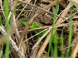 Image of Lacerta agilis agilis Linnaeus 1758