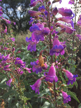 Image of Penstemon spectabilis Thurb. ex Torr. & Gray