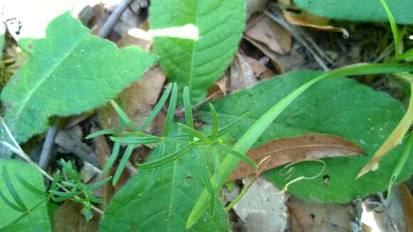 Plancia ëd Galium uniflorum Michx.